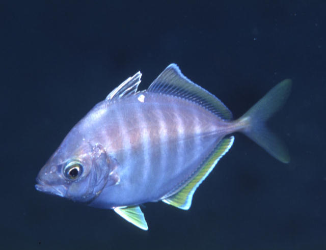 Carangoides equula